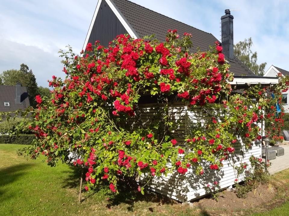 2. Nymalad fasad villa Uppsala Almtuna